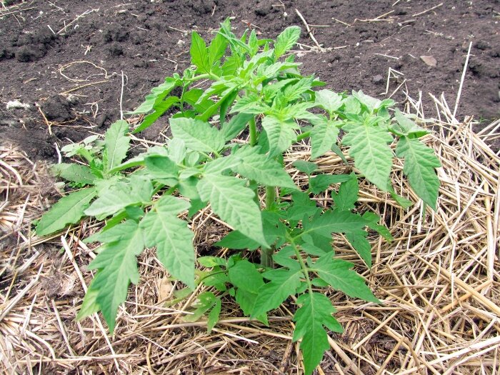 Мульча из соломы и ее 3 больших недостатка. Как с ними справится и ...