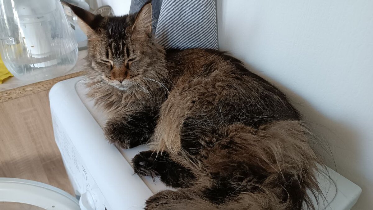 Главный стиралковый делегат