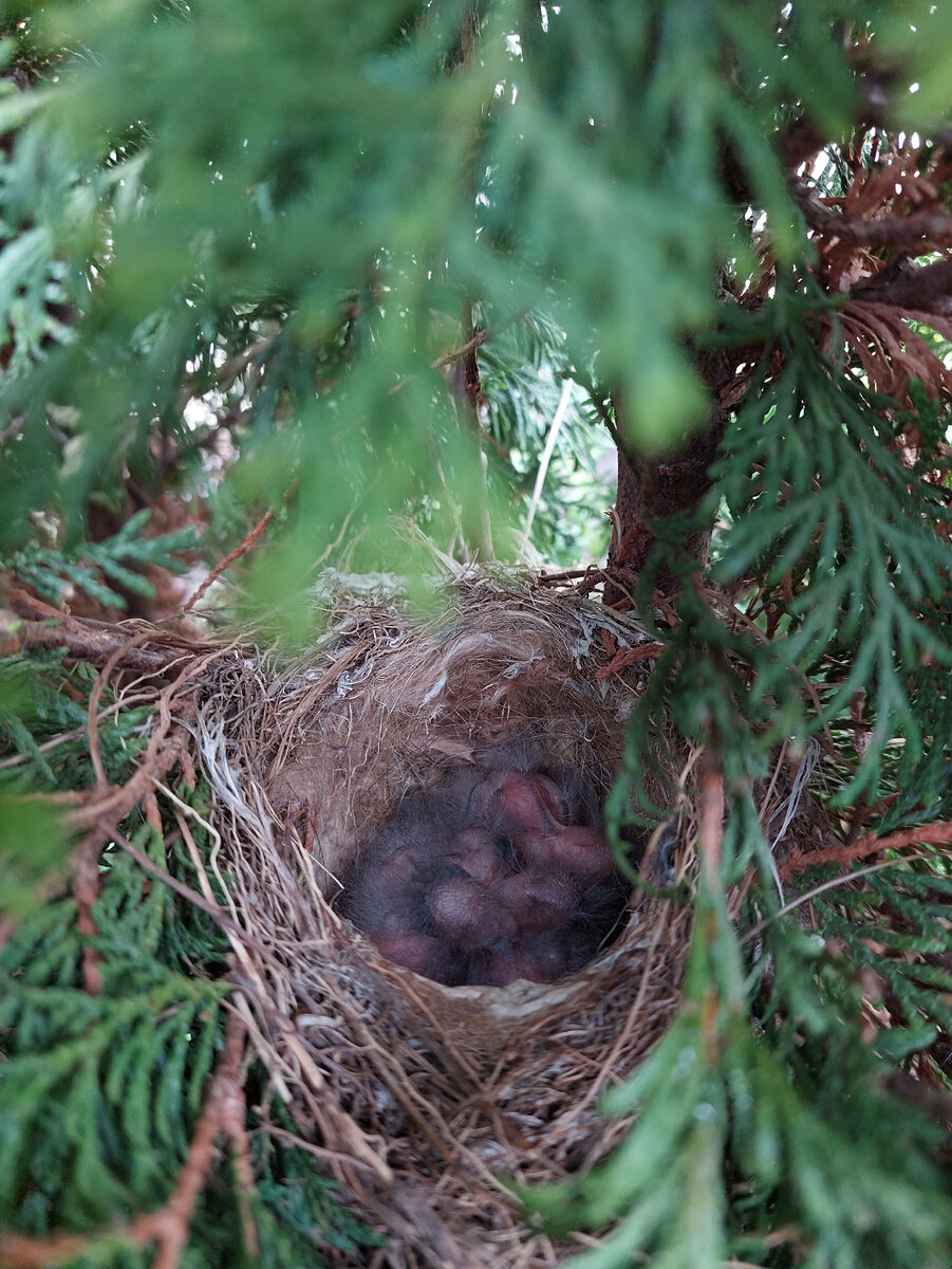 Птенчики вылупились