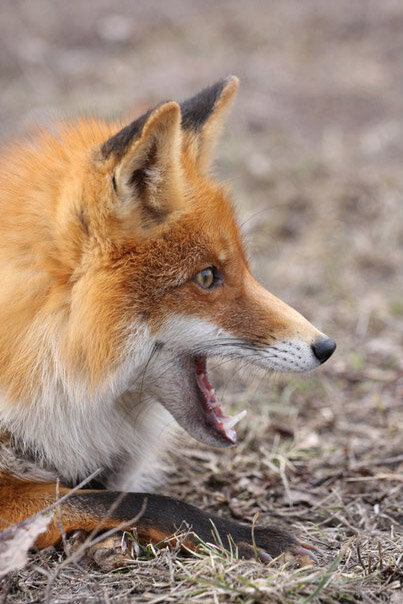 Фото из интернета