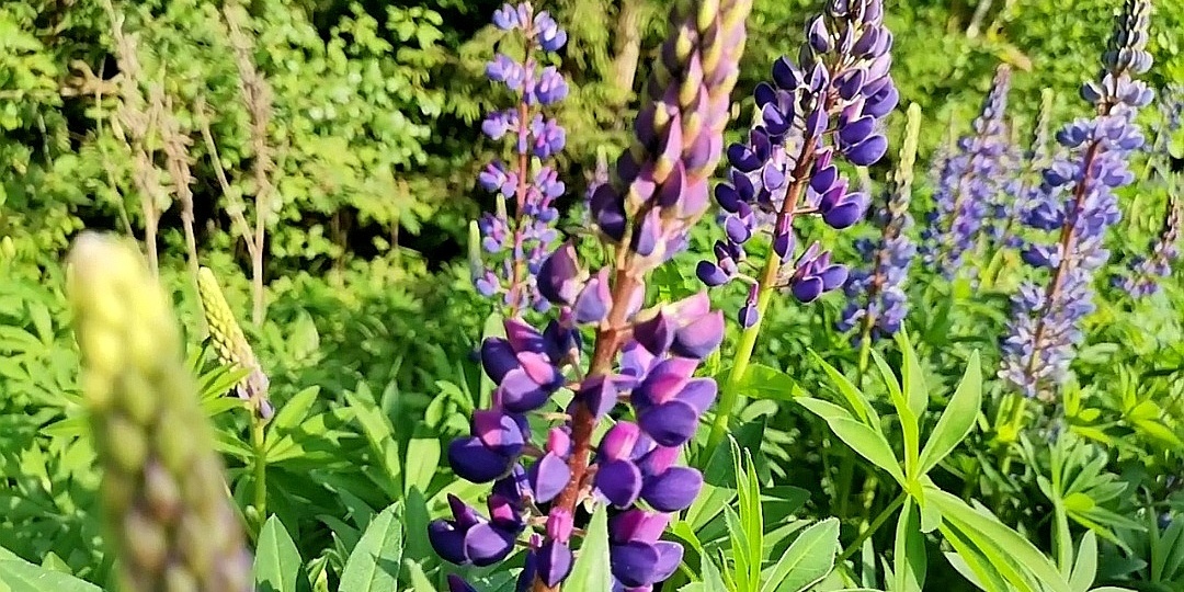 Люпин - прекрасный цветок волка