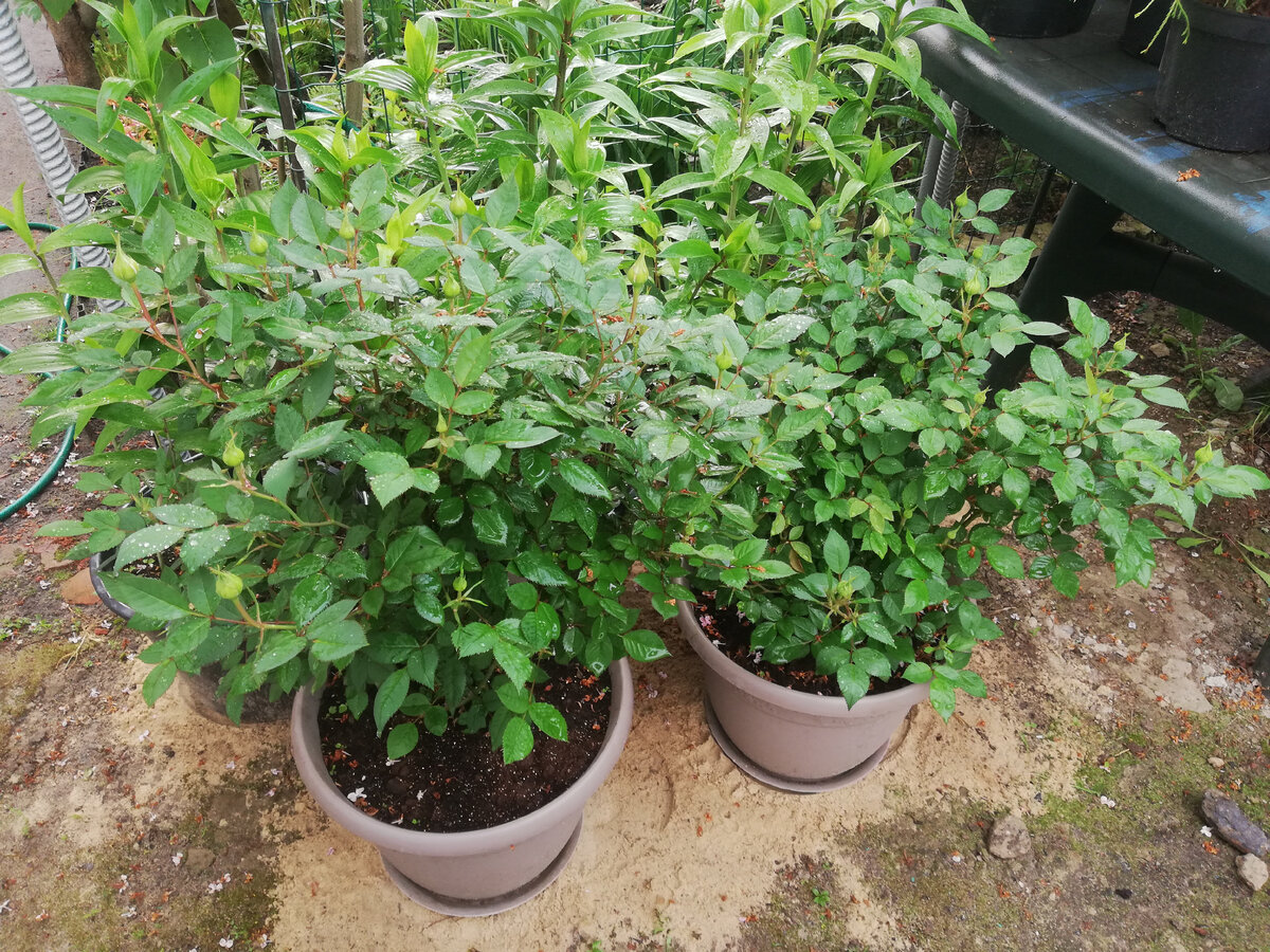 Розы Кордана в кашпо, конец мая, после ливня