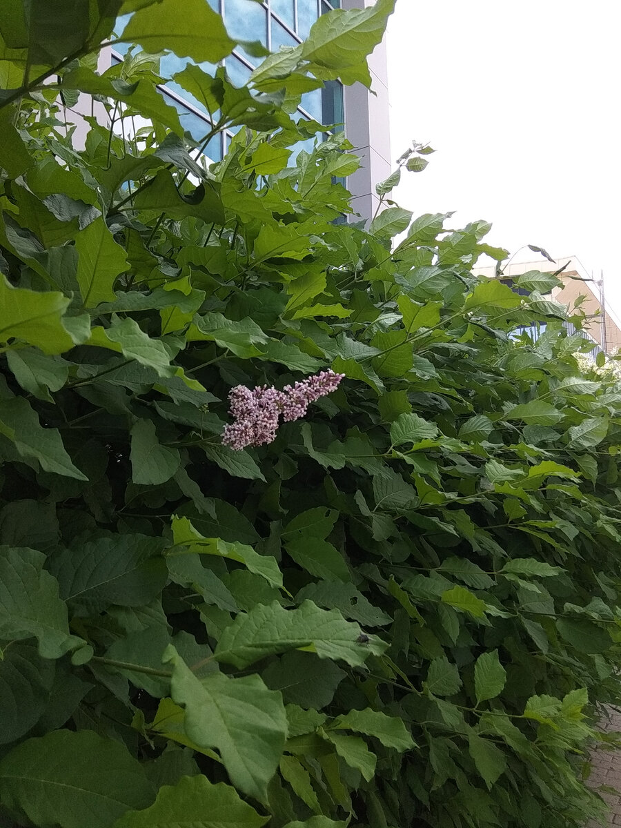 Запечатлела последние соцветия. Аромат непередаваемый😙