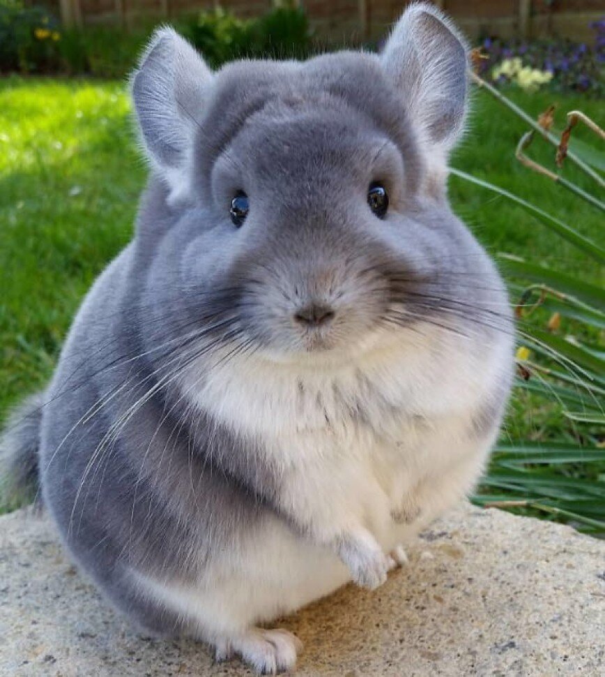 "Глазки - бисер, лапки врозь"