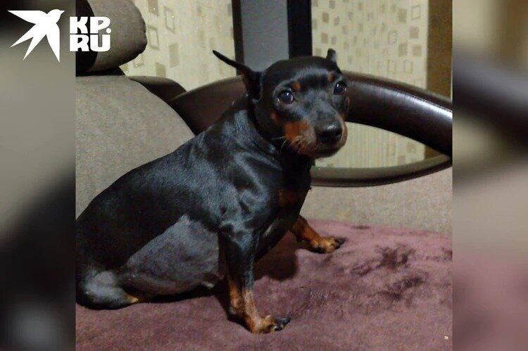 А вот и бедняжка Мими. 