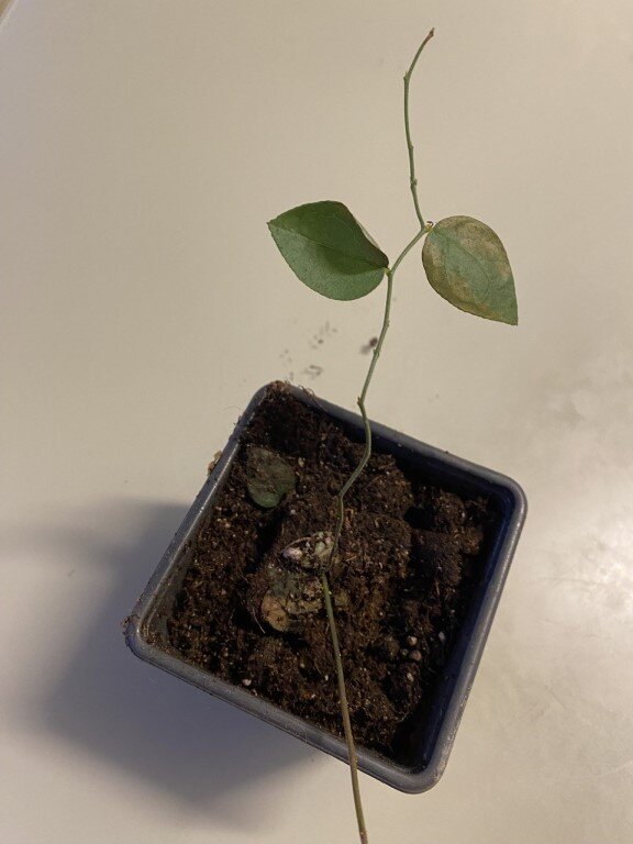 Саженец черники - пришел вот в таком виде. Вроде все хорошо, но... см. галерею