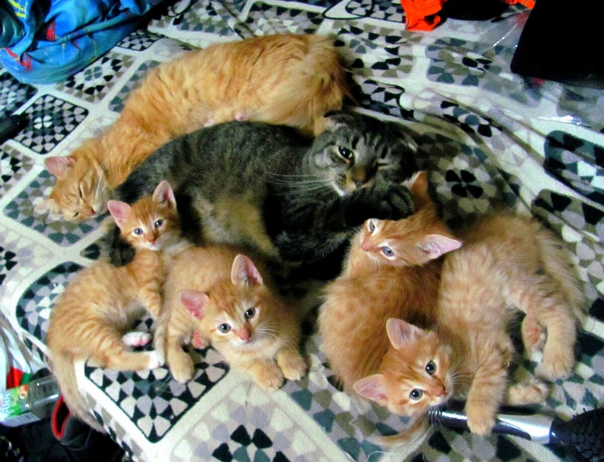 Лежбище котиков 7 лет назад на диване сына