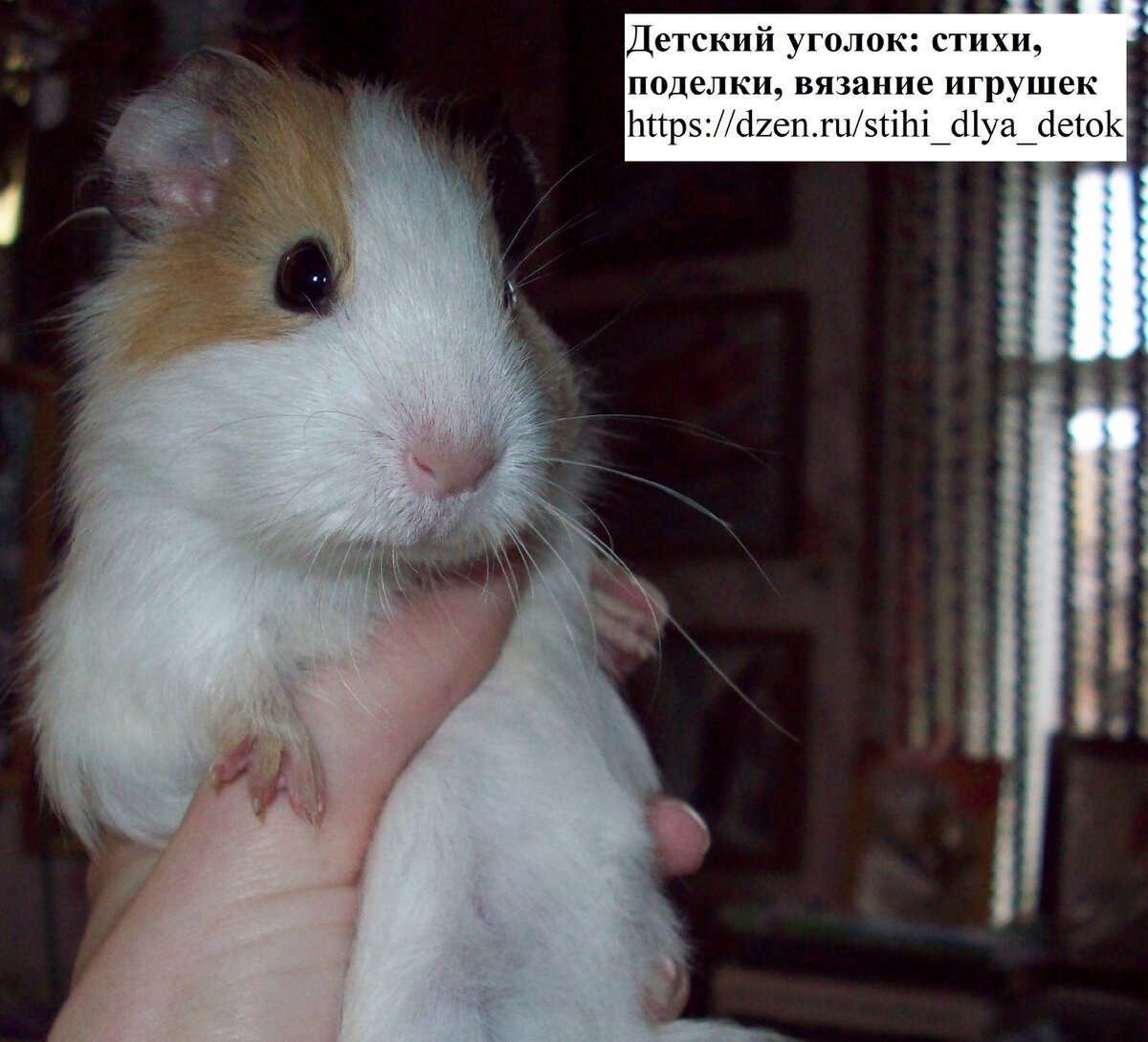 Милый морской хрюша