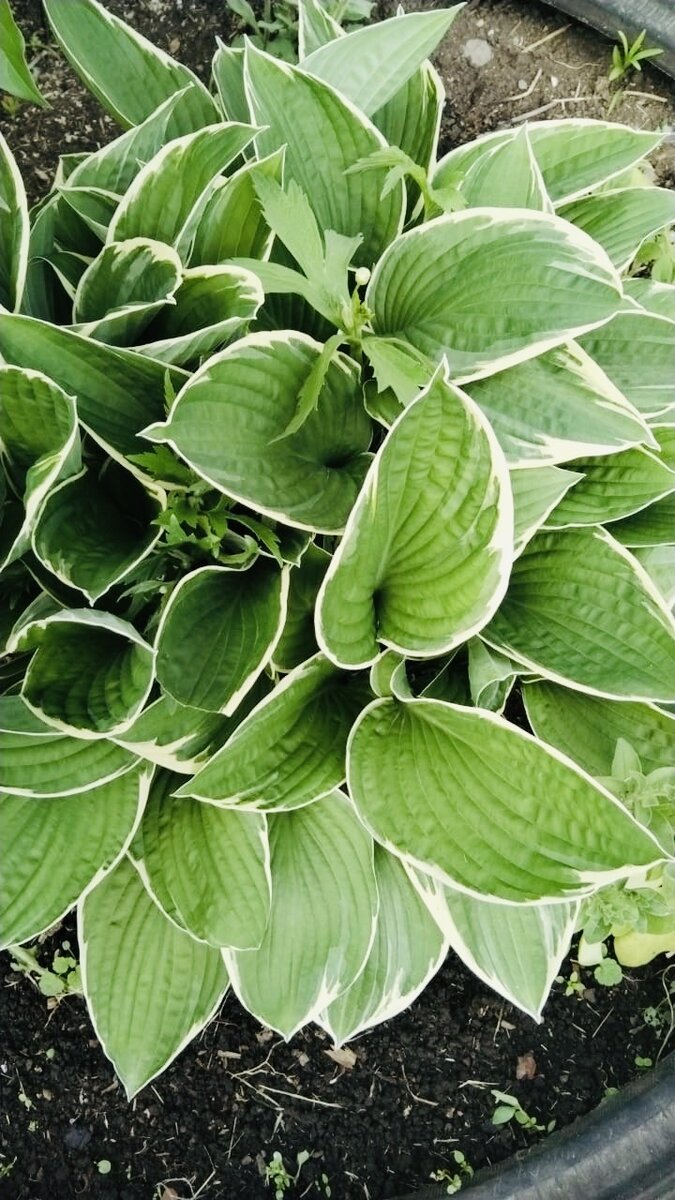 Личное фото.