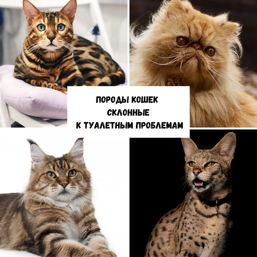 Почему кошка делает шкоду