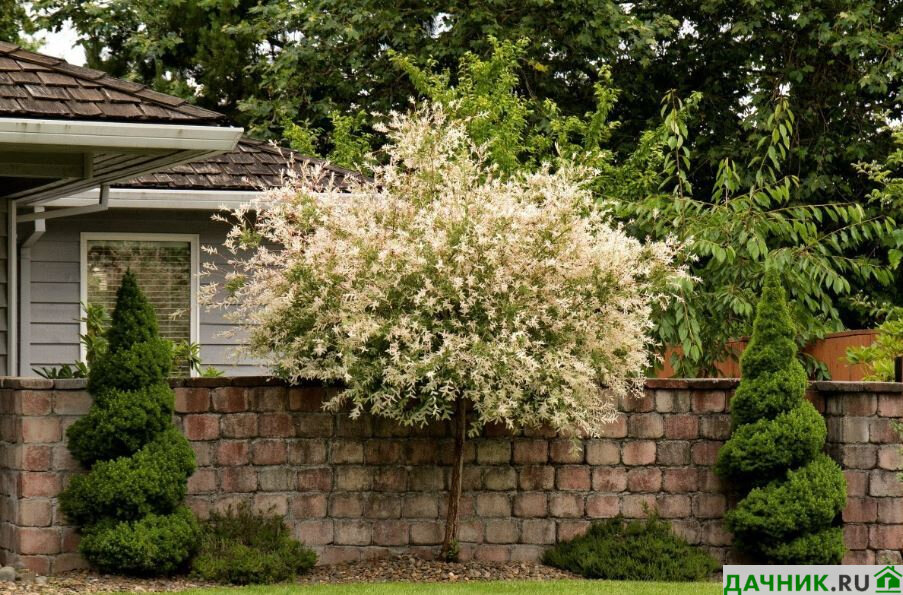 Та самая! Ива Хакуро Нишики 🌳🌸 Особенности выращивания