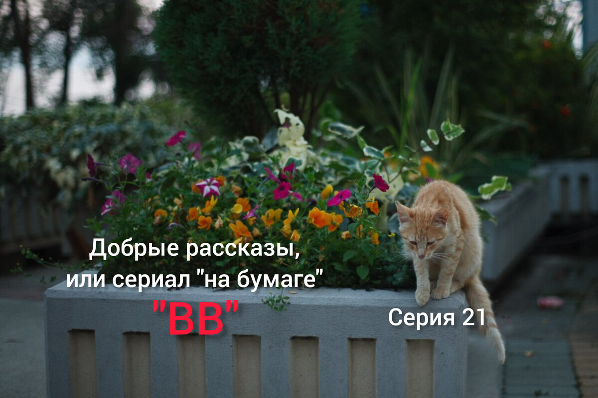 Модель – уличная кошечка. Автор фото - Ирина. Добрые рассказы, или сериал "на бумаге" "ВВ". Серия 21 "Третья"