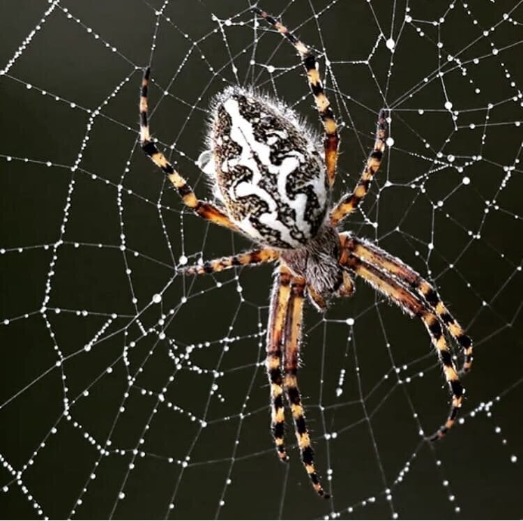 Ждёт Морока жертву свою