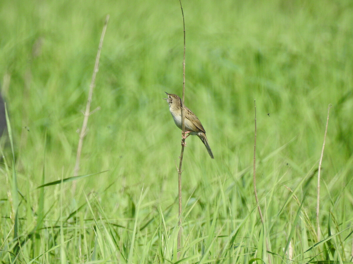 Вот он, наш незаметный обычно герой, попозировал немного. 10.06.23, Екатеринбург, фото автора