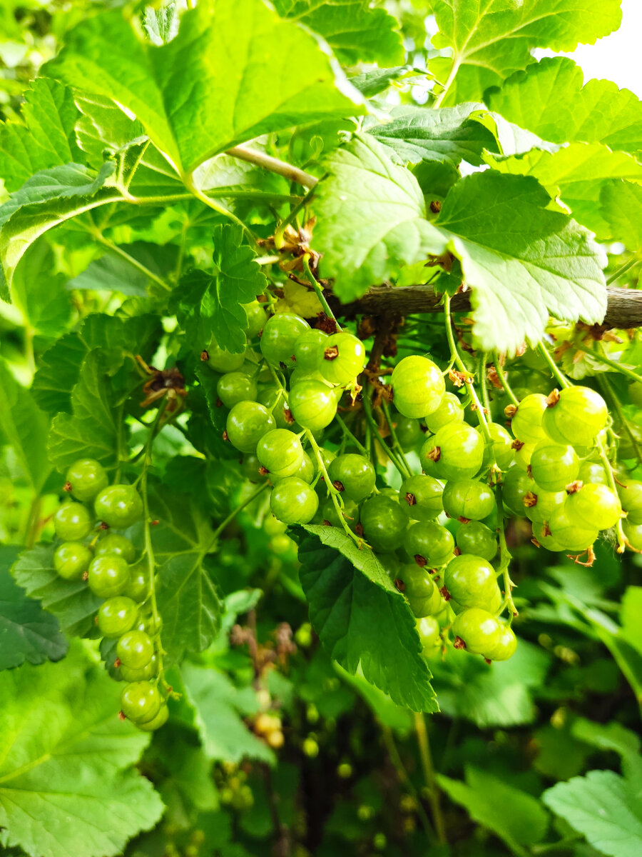 фото автора - белая смородина