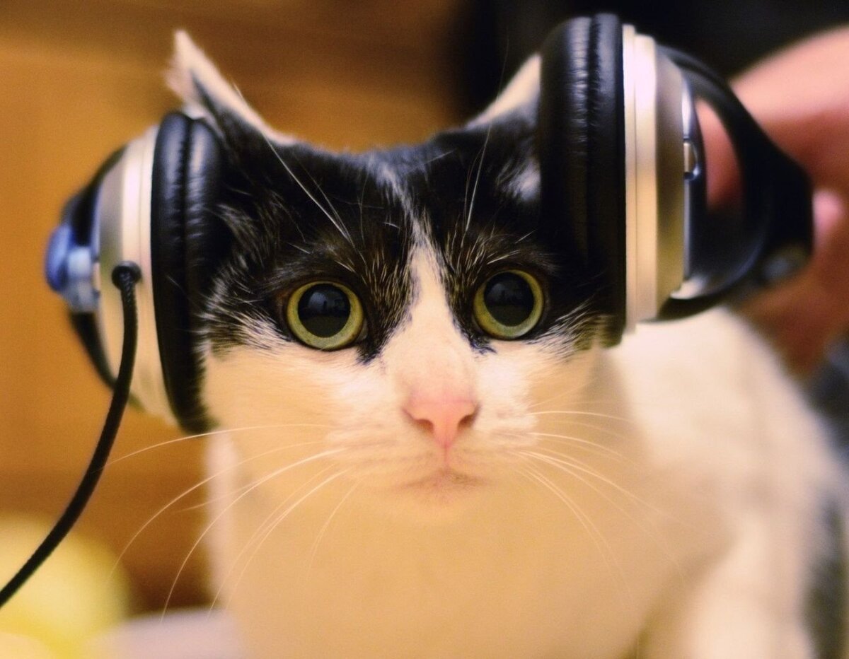 Смешная музыка на телефон. Кот в наушниках. Кошка слушает. Кот слушает музыку. Шум и животные.