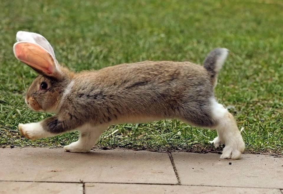 10+ Animals Who Seem To Be Mimicking Us Funny animals, Cute baby animals, Cute f