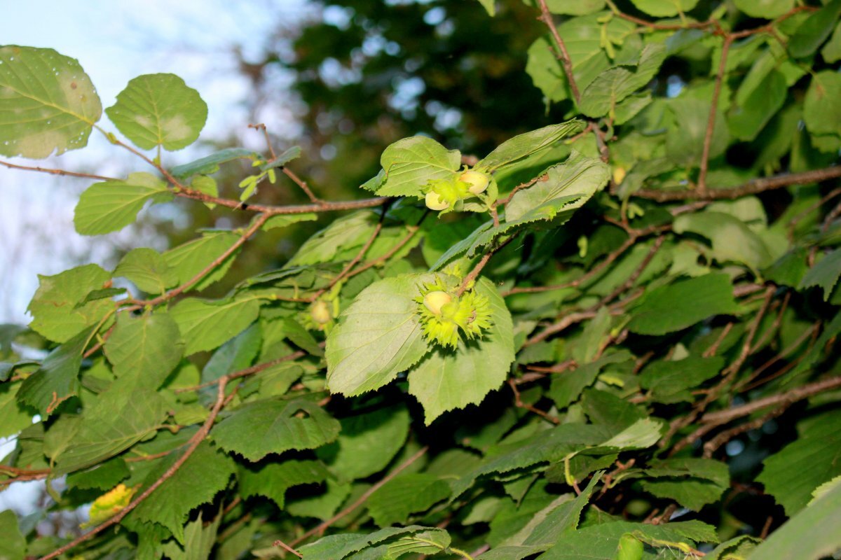    В Туле 15 июня прогнозируют малооблачную погоду и до +27