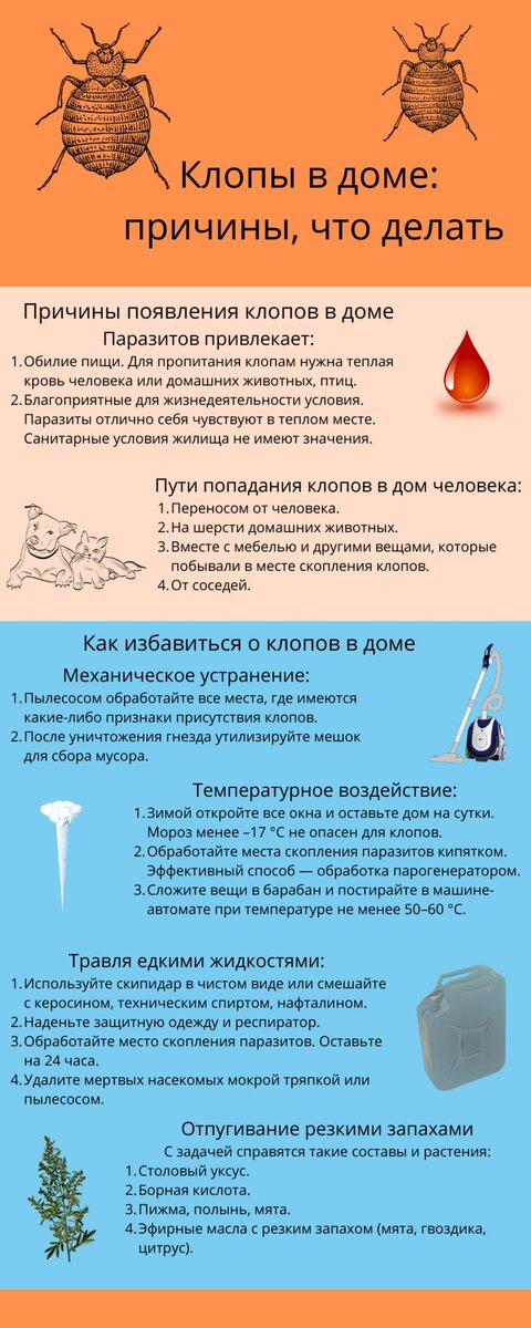    Инфографика: клопы в доме:NUR.KZ