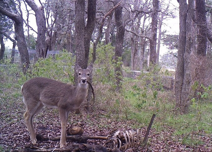 Белохвостый олень пожевывает ребро человека в Сан-Маркосе, штат Техас (США), и смотрит на вас. Фото: Forensic Anthropology Center at Texas State.