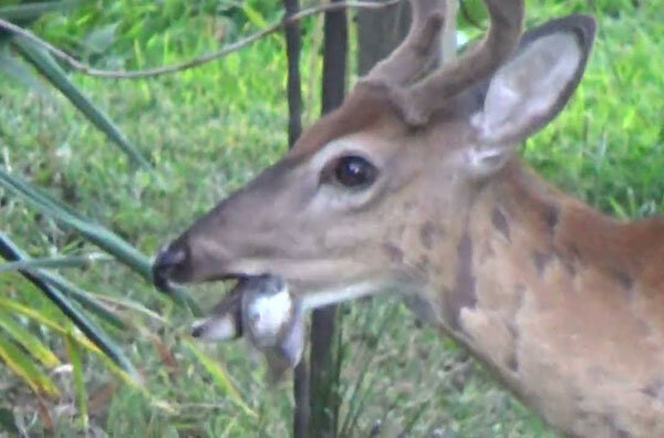 Скриншот для обложки статьи.