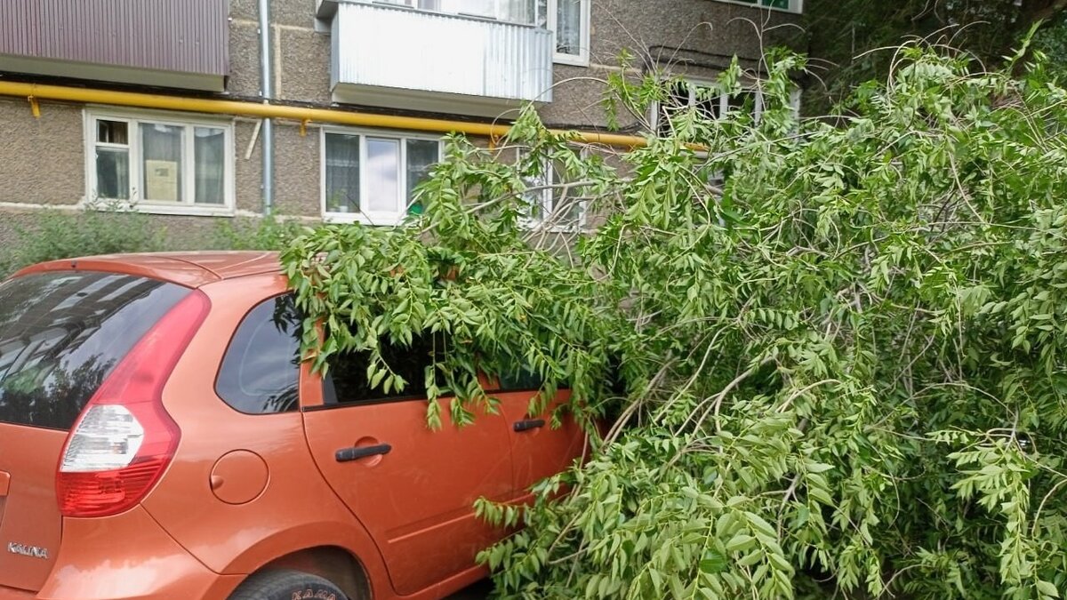 В Оренбурге рухнувшая ветка повредила несколько автомобилей | 56orb.ru |  Дзен