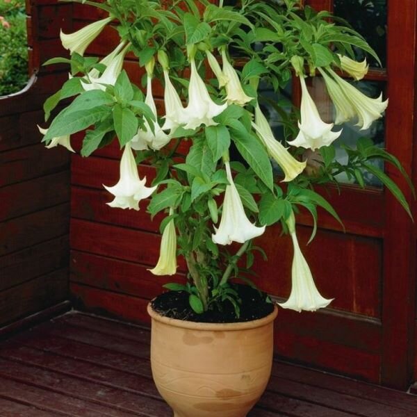 Бругмансия. Фото интернет-магазина «Семена Почтой»