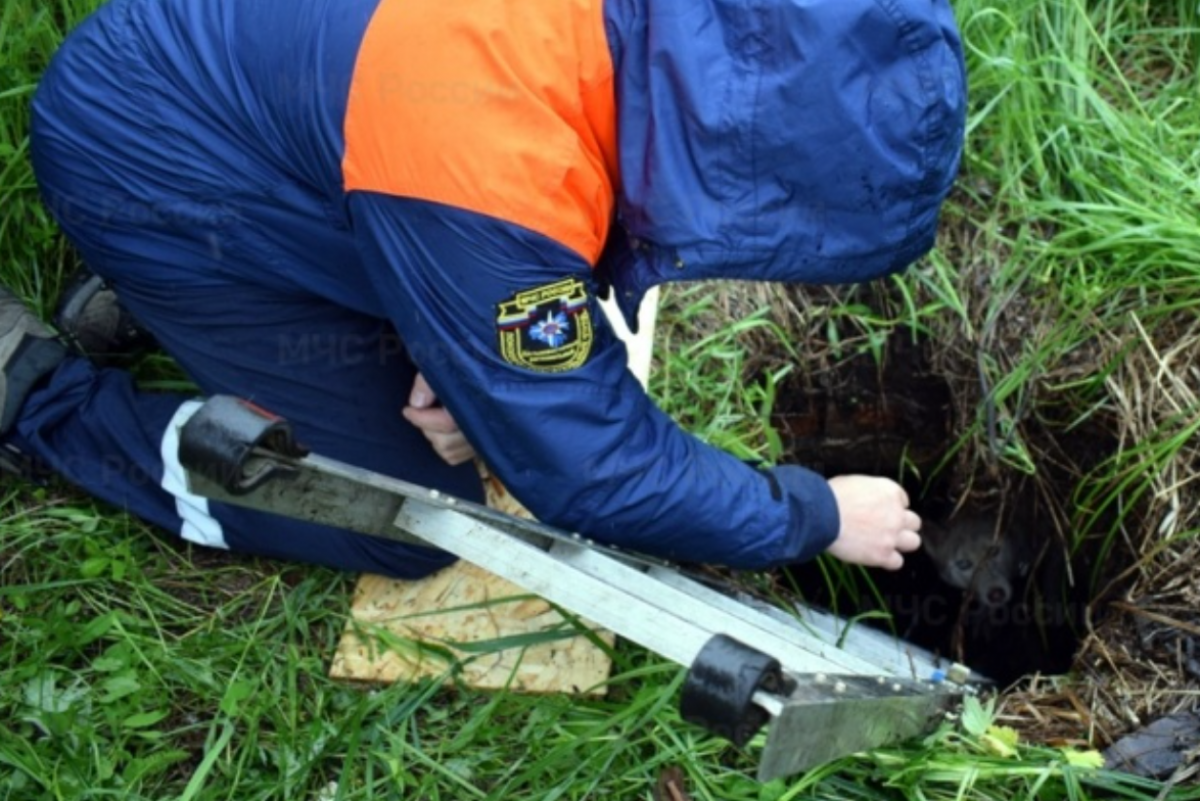    В ЕАО собака провалилась под землю и оставила улицу без интернета