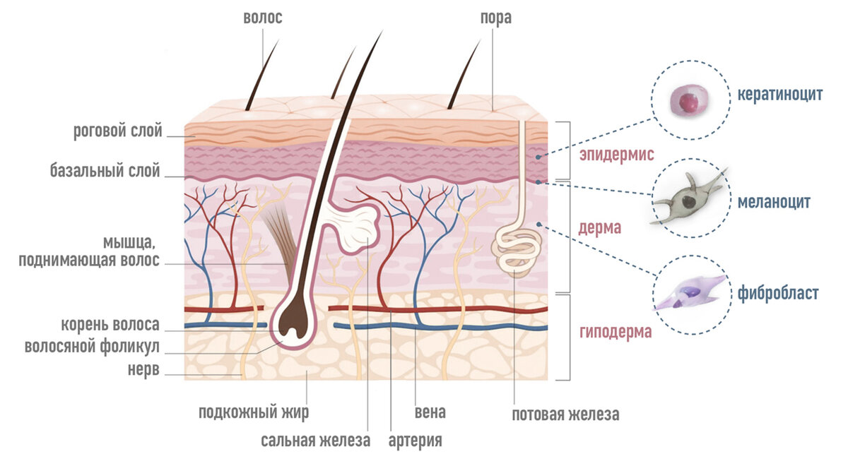  Строение кожи человека