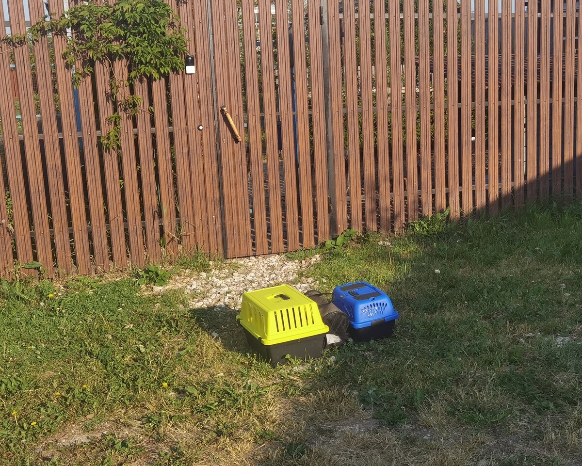 Вот такой вот натюрморт я увидела под своим забором