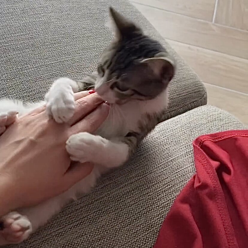 Шанти счастливая кошечка