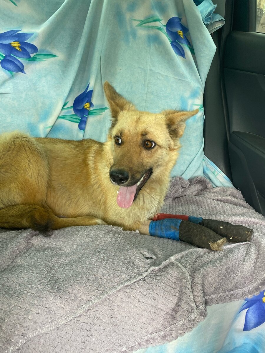 Эльза едет в Саратов