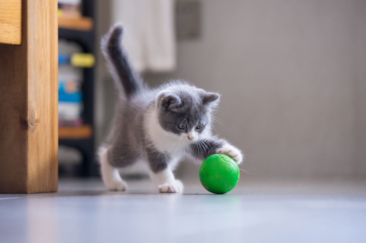 Кошка играется