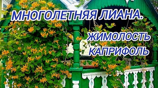 Многолетняя лиана. Жимолость каприфоль.