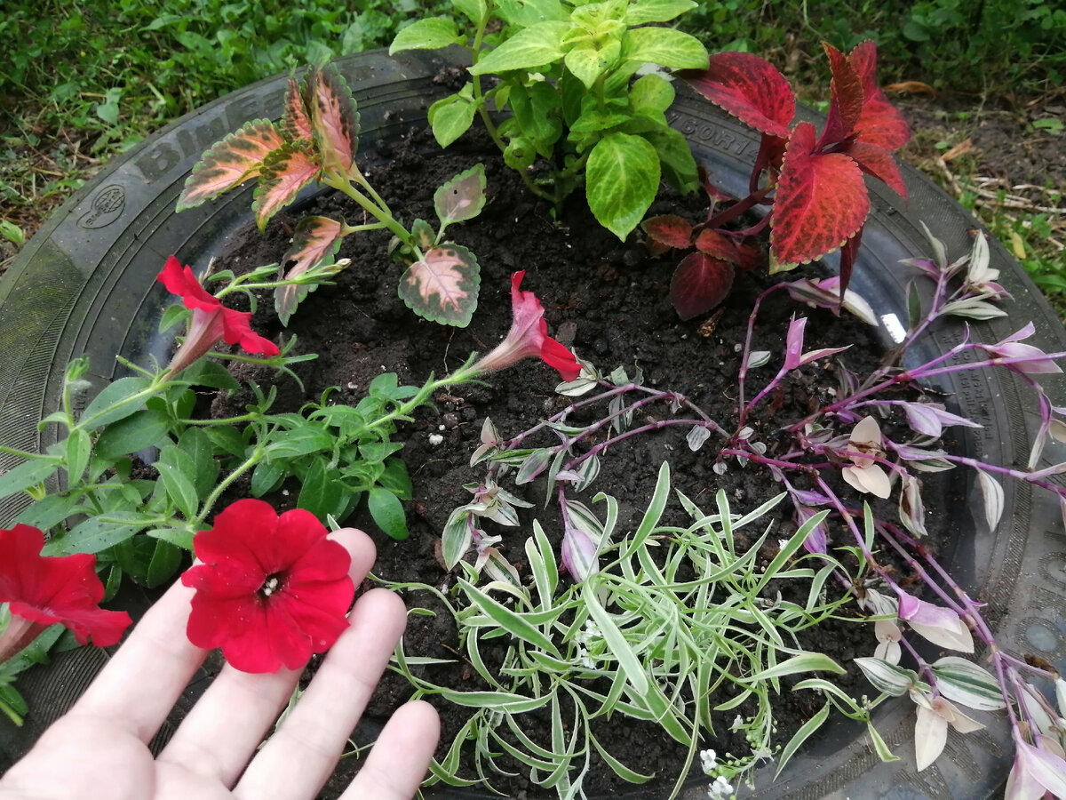 Ярчайшая красная Петуния! Краснее не видела сорта, чем Deep Red 