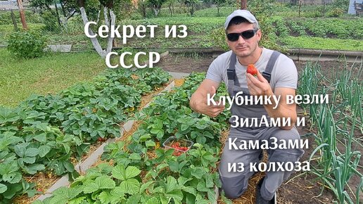 Секрет как выращивать клубнику из СССР, везли буквально КамаЗами из поля .