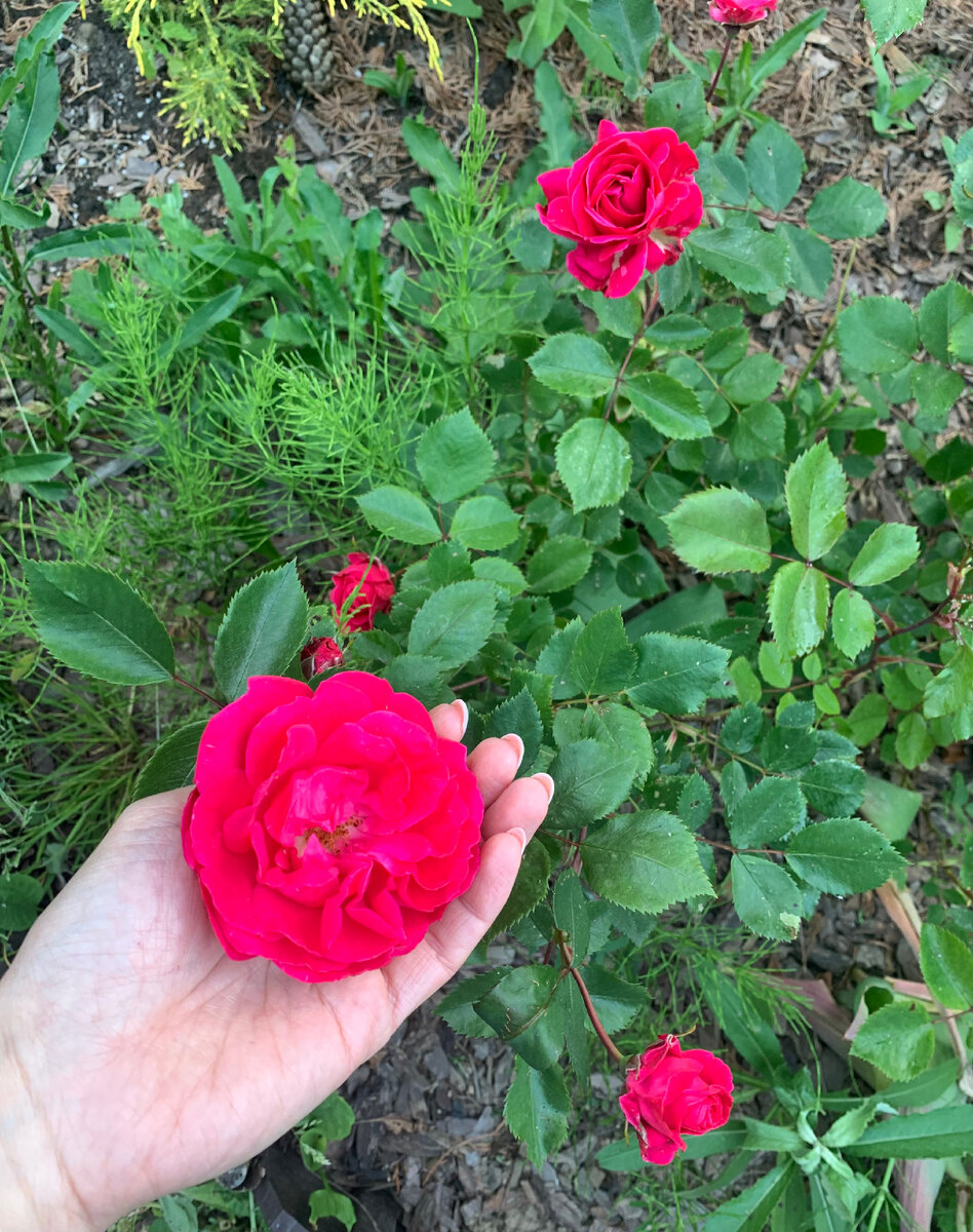 Парковая роза Александр Маккензи