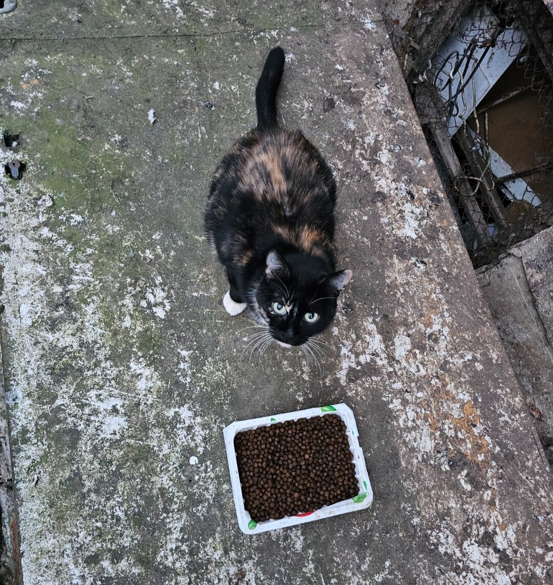 местный котик невдупленыш. кот новости. кошка на улице. котик буду. 4 бездомных котенка подростка.