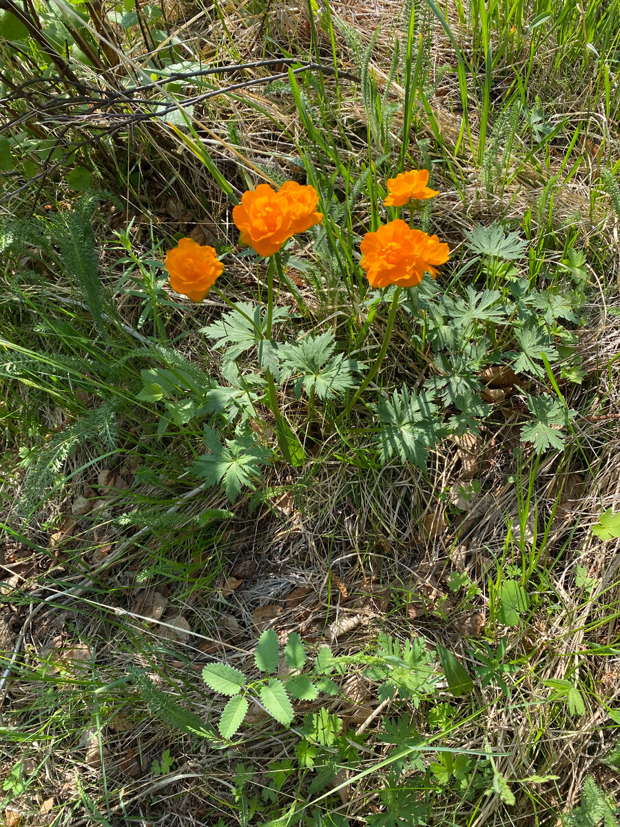 Жарки
