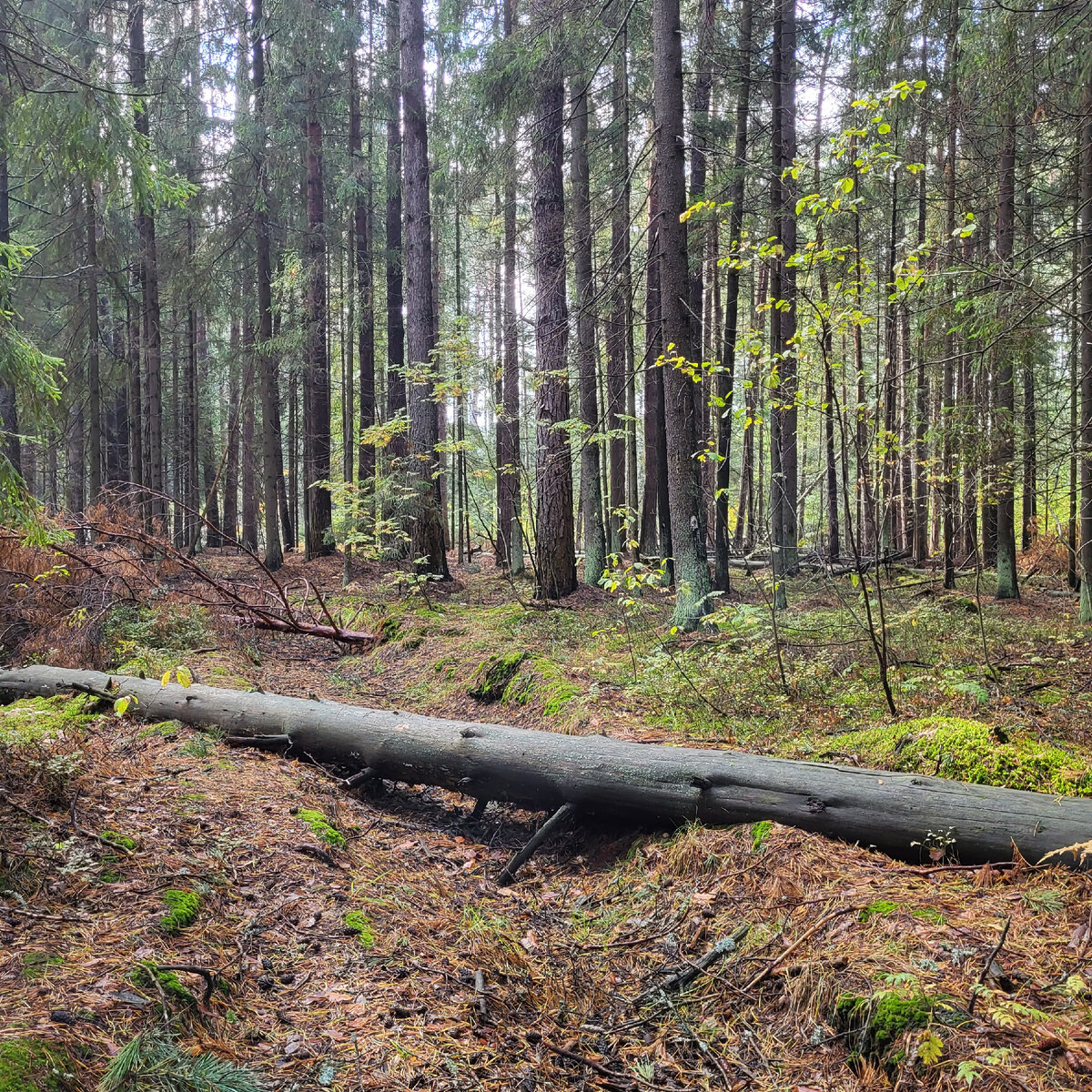 В глухом лесу. 