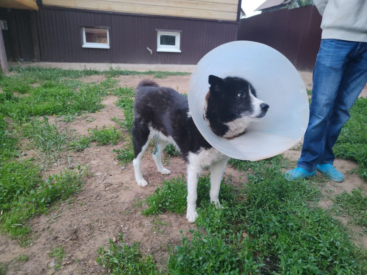 Мишу привезли из Нефтекамска, мы не знали доедет ли он живым((( так все было плохо. 