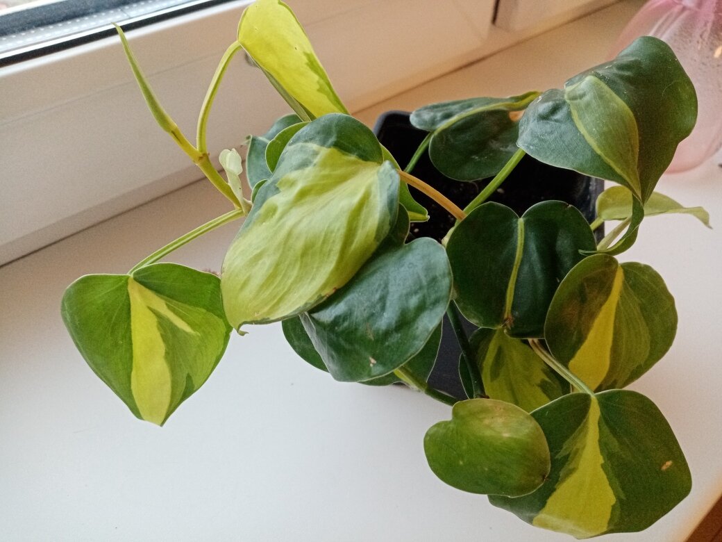 Филодендрон бразил триколор. Фото автора