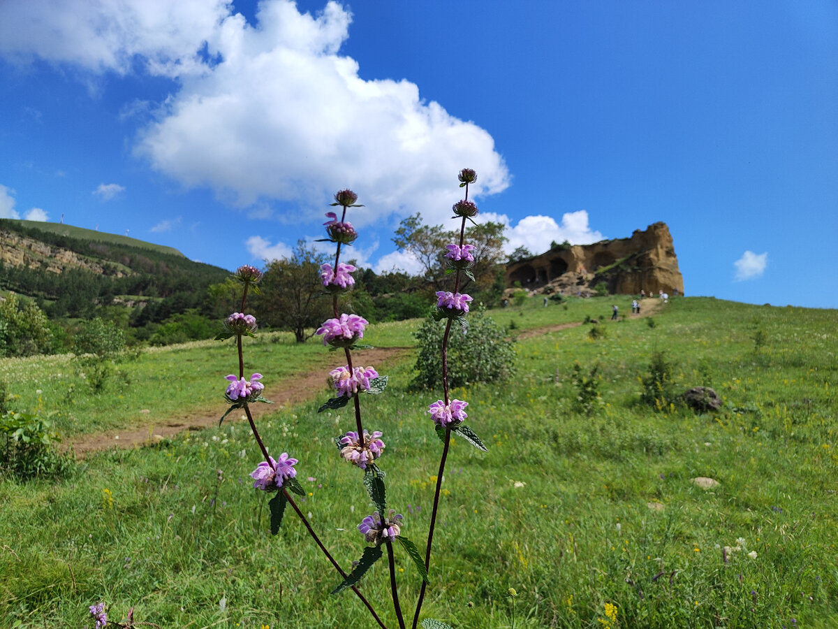 Зопник клубненосный. Южный склон горы - "Кольцо". Окрестности Кисловодска. Утро. 18.06.2023г.