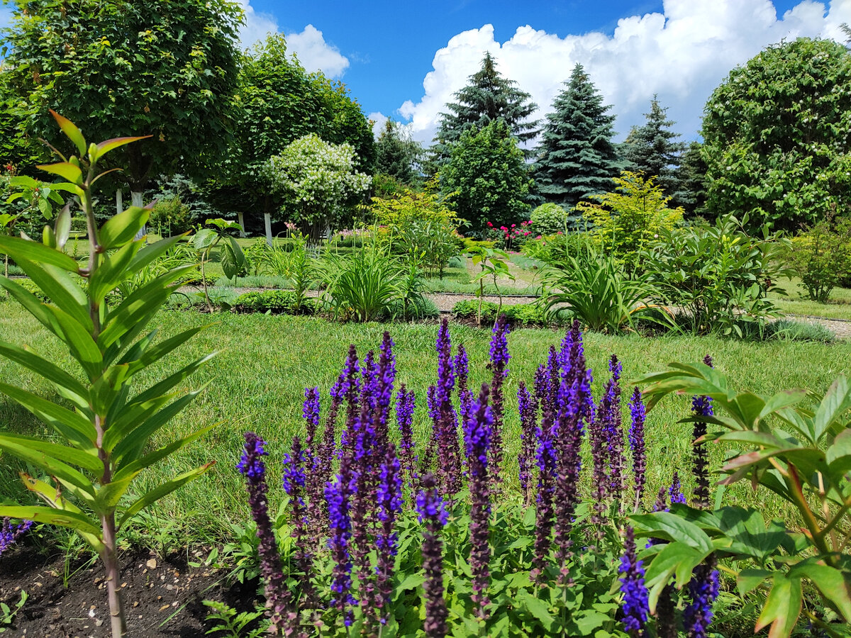 Шалфей дубравный. Санаторий "Аква - Терм". Пос. Иноземцево. 15.06.2023г. Утро. 