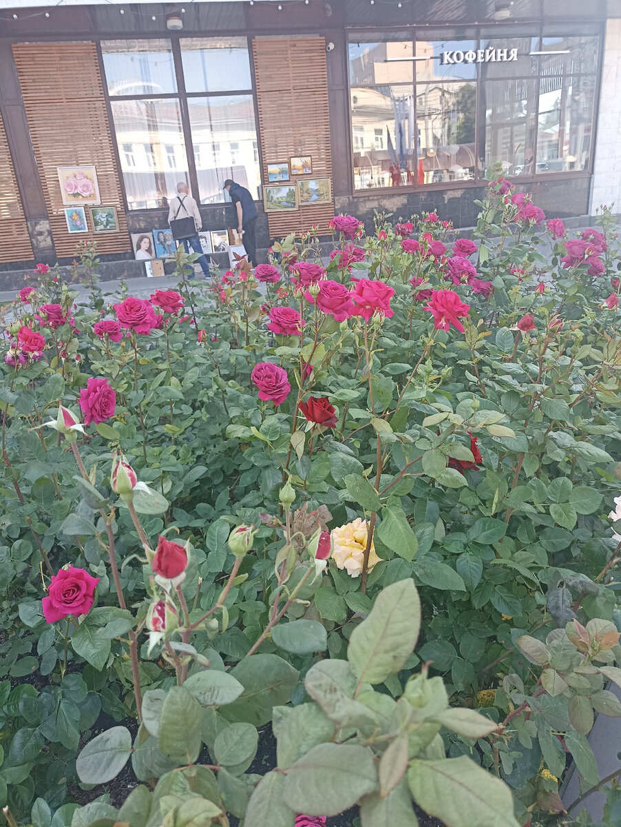 Розы на фоне картин тульских художников. Очень атмосферно)) 