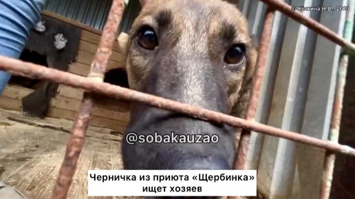 Проект про приют для животных