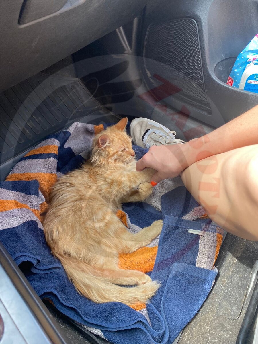 Кира едет в Саратов