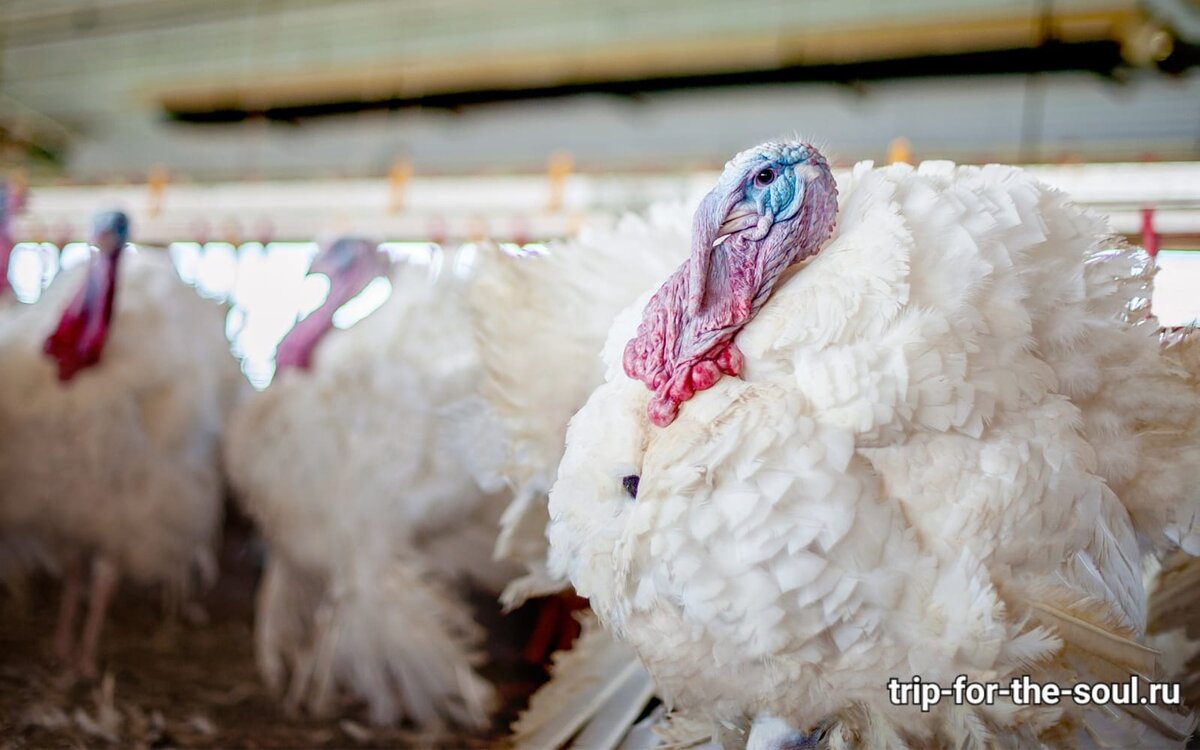 Индейка тяжелый кросс биг 6. Хайбрид кросс индюки. Хайбрид кросс индюки. Канадская широкогрудая индейка. Порода индюков хайбрид описание.