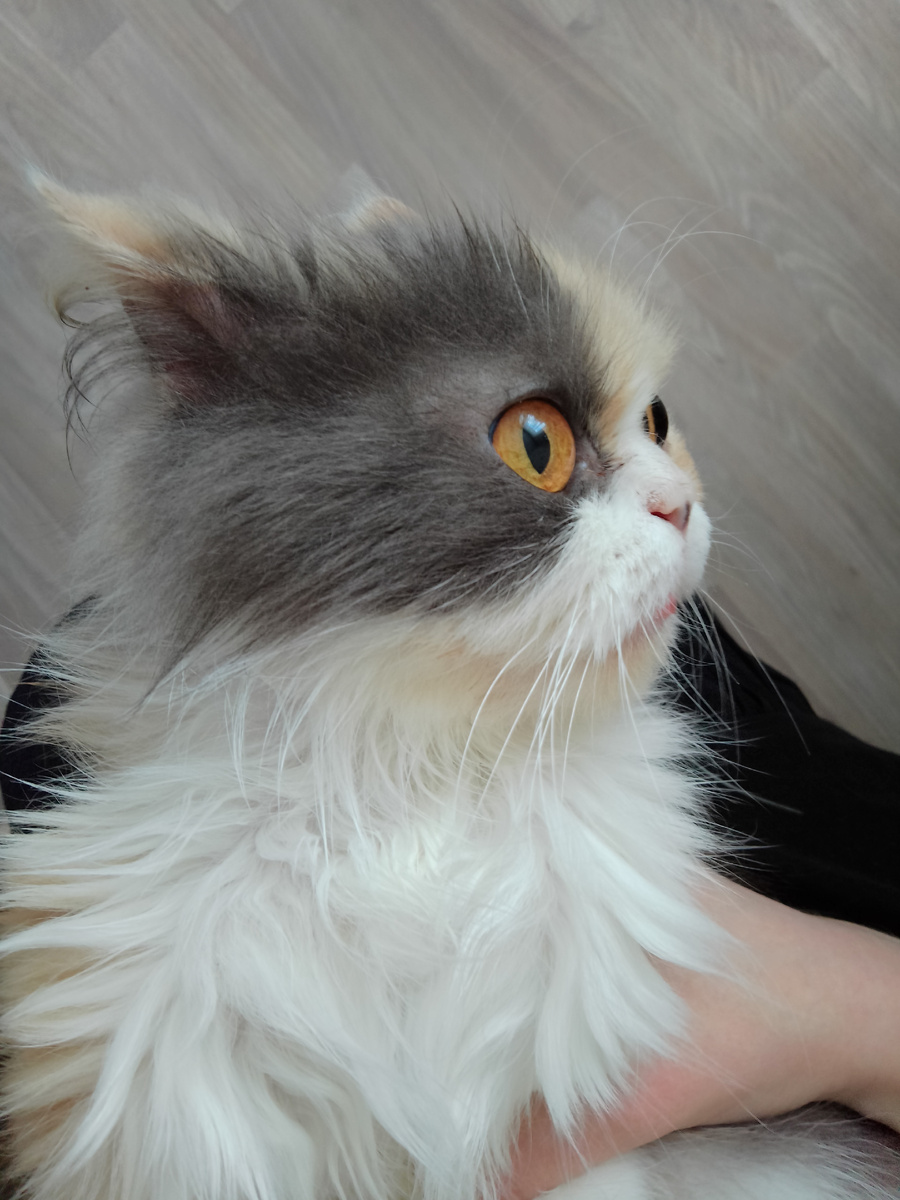 Телефон разрядился, поэтому мой опус сегодня скрасит Буська