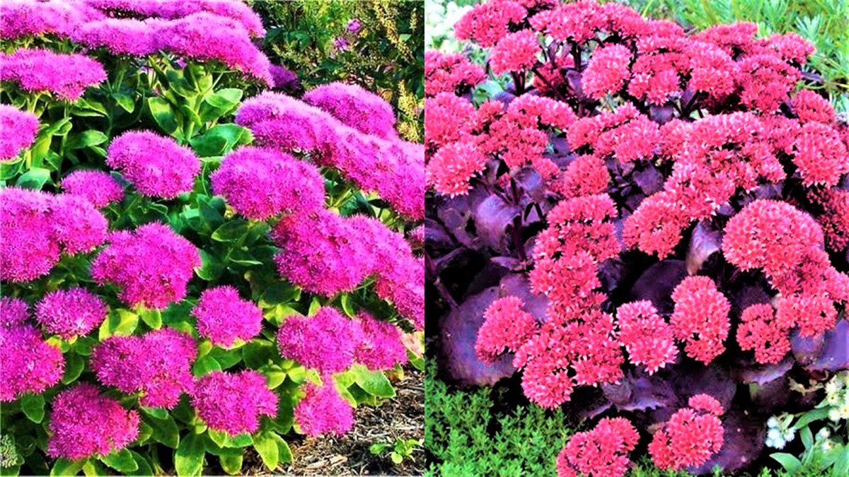 10 декоративных растений, которые прекрасно растут на бедной почве